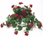Geranium